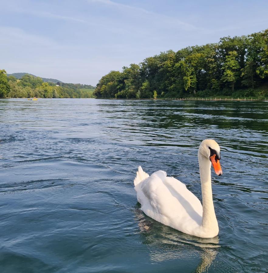 Ferienwohnung Rheinblick In Buesingen -Keine Monteure- Busingen Экстерьер фото